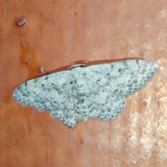 Scopula marginepunctata