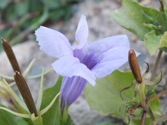 Ruellia tuberosa