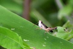 Orphulella concinnula