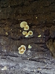 Crepidotaceae