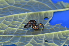 Gonodonta