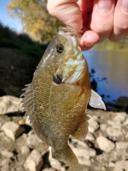 Lepomis macrochirus × cyanellus