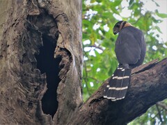 Micrastur semitorquatus