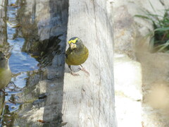 Coccothraustes vespertinus