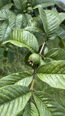 Psidium