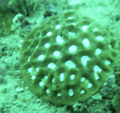 Coelastrea palauensis