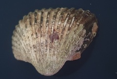 Larkinia grandis