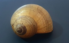 Pomacea flagellata