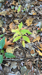 Lysimachia quadrifolia