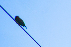 Galbalcyrhynchus leucotis