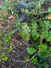 Rhododendron columbianum