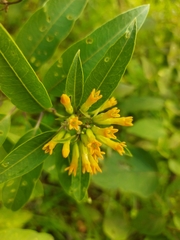 Cestrum aurantiacum