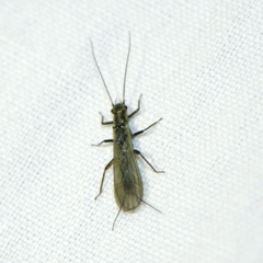 Perlodidae