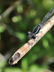 Argia
