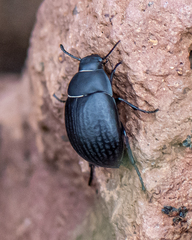 Eusattus reticulatus