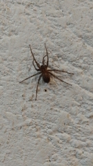 Tegenaria