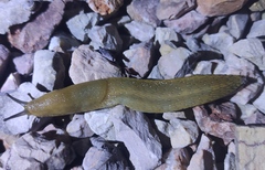 Ambigolimax valentianus