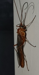 Ophion obscuratus