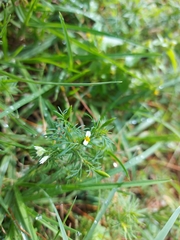 Tagetes filifolia