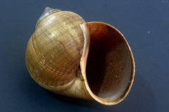 Pomacea flagellata