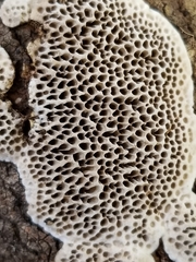 Datronia mollis