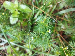 Tagetes filifolia