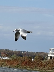 Larus delawarensis