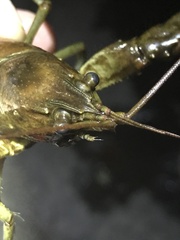 Faxonius rusticus × propinquus