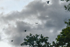 Psarocolius angustifrons