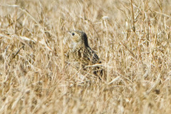 Anthus spragueii