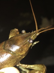 Faxonius rusticus × propinquus