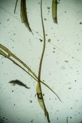 Flexitrichum flexicaule