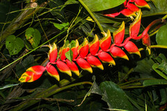 Heliconia rostrata
