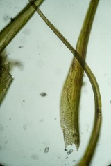 Flexitrichum flexicaule