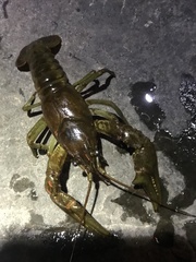 Faxonius rusticus × propinquus