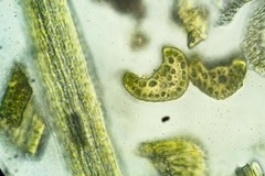 Flexitrichum flexicaule