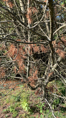 Pinus flexilis