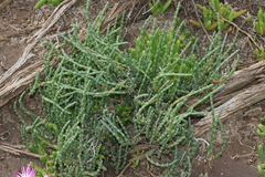 Tecticornia pergranulata