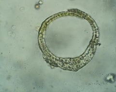 Flexitrichum flexicaule