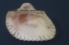 Larkinia grandis