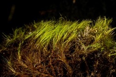 Flexitrichum flexicaule