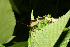 Hypselonotus lineatus