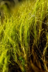 Flexitrichum flexicaule