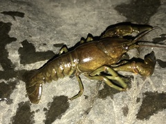 Faxonius rusticus × propinquus