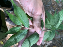 Callicarpa dichotoma