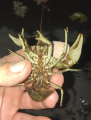 Faxonius rusticus × propinquus