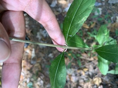 Callicarpa dichotoma