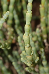 Tecticornia pergranulata