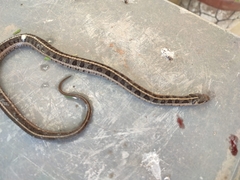 Thamnophis scalaris