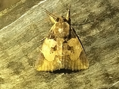 Ercheia cyllaria